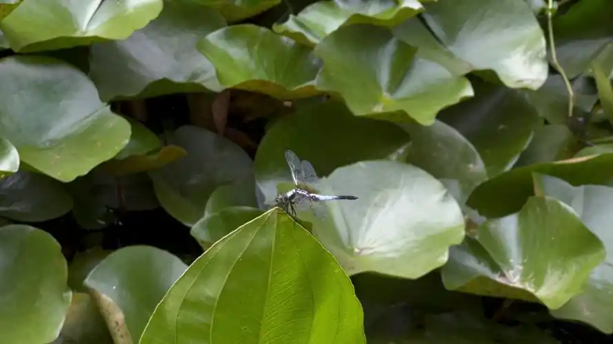荷叶上的蜻蜓悠闲自得,真的好夏天
