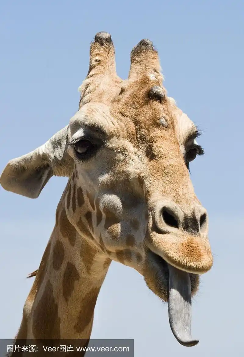 长颈鹿,舌头,垂直画幅,天空,动物嘴