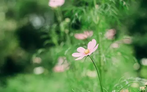 小清新护眼植物写真 _ 小清新护眼植物写真[图片专辑] _ 图片网