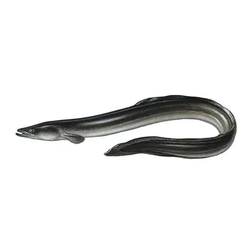 鳗鱼海鳗新鲜野生海鲜水产海鱼潮汕乌耳鳗大条其它