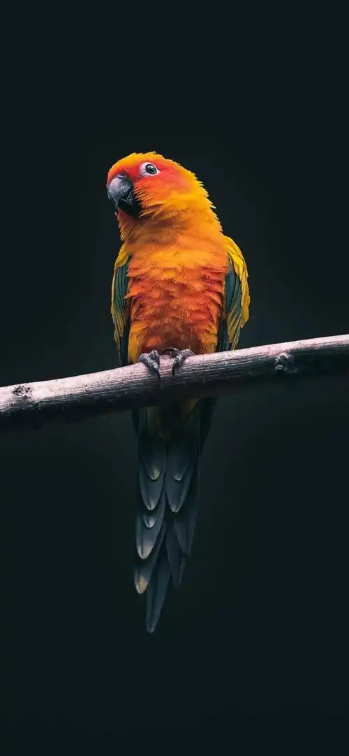 iphonex壁纸全面屏高清壁纸