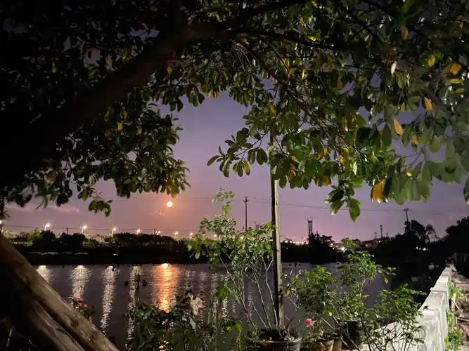 农村生活#夏天夜色 #分享我家门口晚上的夜色 #只闻花香,不谈悲喜