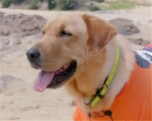 【图】神犬小七第二季小七图片呆萌可爱 欢乐制胜的萌宠奇缘_内地剧_