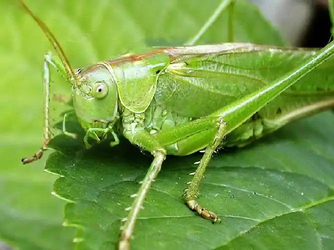 苏教版二年级上册《送给盲婆婆的蝈蝈》ppt