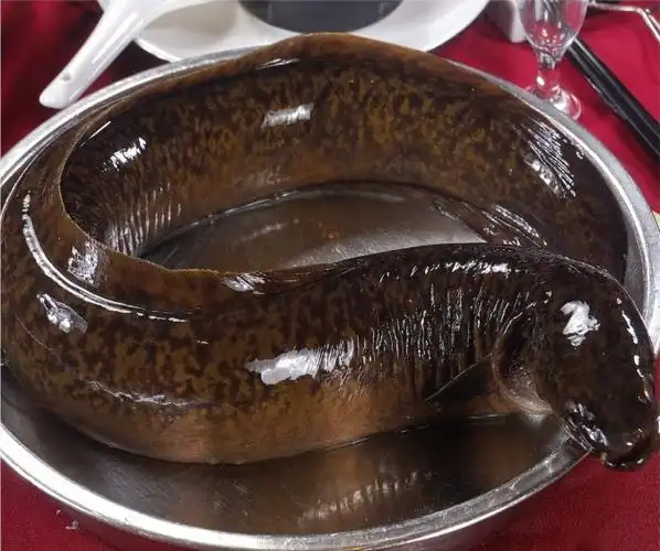 广东江门供应各种规格花锦鳝_鳗鱼_中国水产养殖网