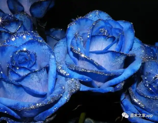 月季中的王者【蓝色妖姬】居然是这样来的!