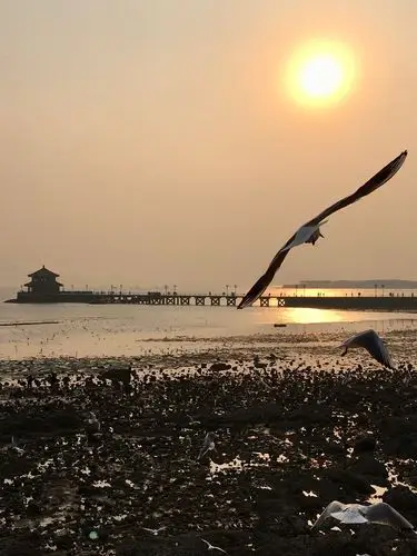 青岛冬日美丽的海鸥