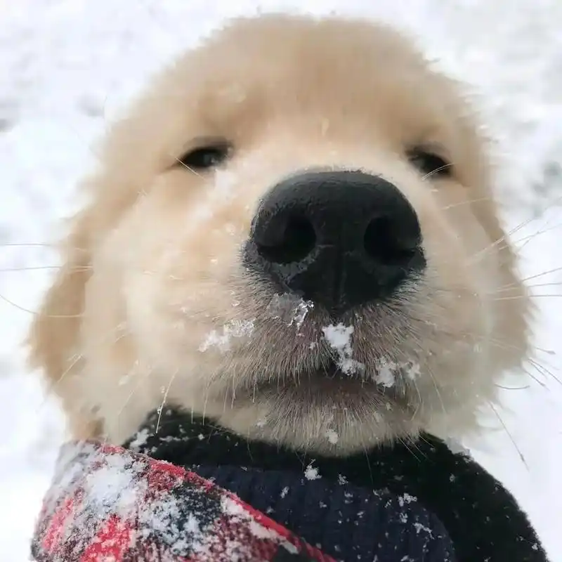 魔王头像 #可爱的狗子头像 #金毛微信头像 #动物个性头像 - 兑趑