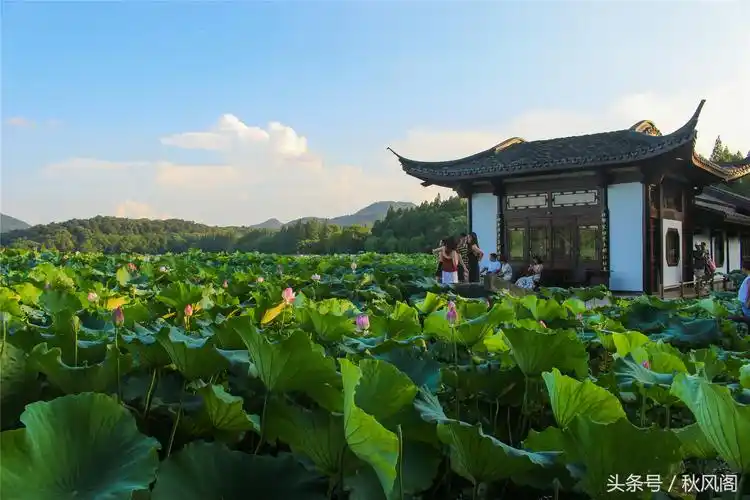 杭州西湖风景天下闻名在曲院风荷我们吟诵着什么_杭州曲院风荷景点