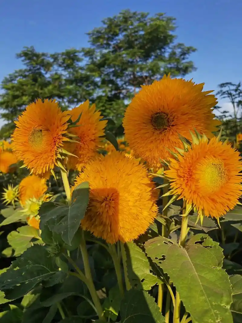 阳光蓝天白云雨水向日葵树木.