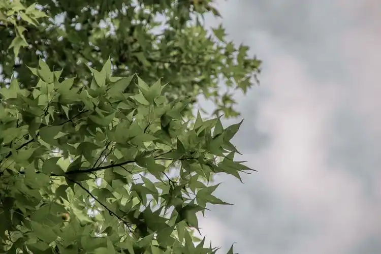 喜欢夏天的蓝天白云虫鸣鸟叫温柔晚风以及下雨过后清新的空气