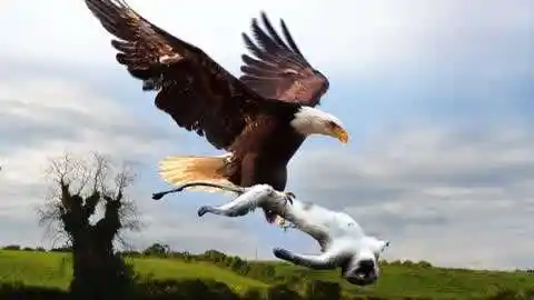 这就是传说中的"食猿雕",号称"雕中之虎",专吃猴子