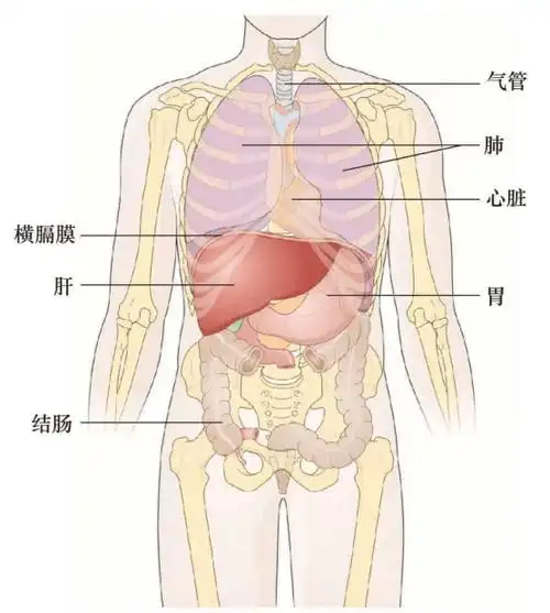 的功能性练习》,埃里克·富兰克林如果找不到感觉,可以把手放在腹部