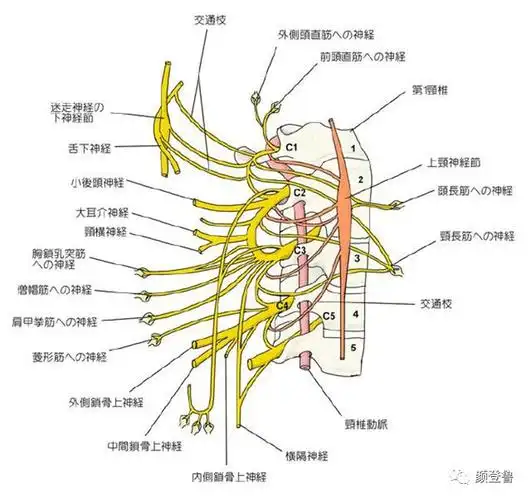 颈丛神经与颈椎间盘突出的微创治疗 - 好大夫在线