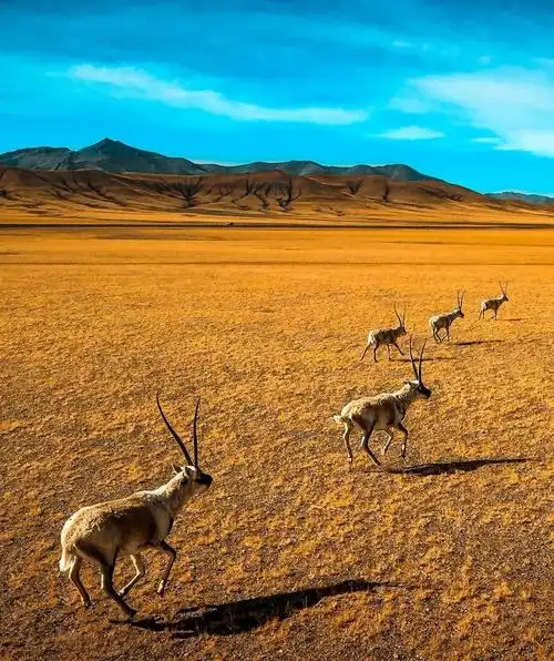 藏羚羊 (藏羚羊,摄影师@张扬的小强) ▼