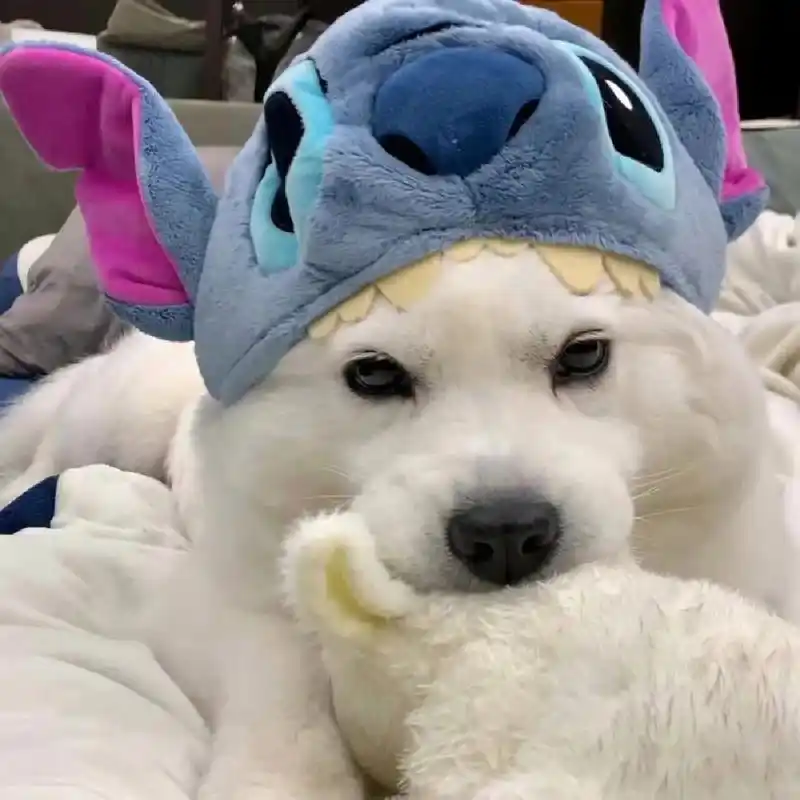 超可爱的小狗wechat头像来咯~ 这么可爱的小狗头像换上心情都变好啦