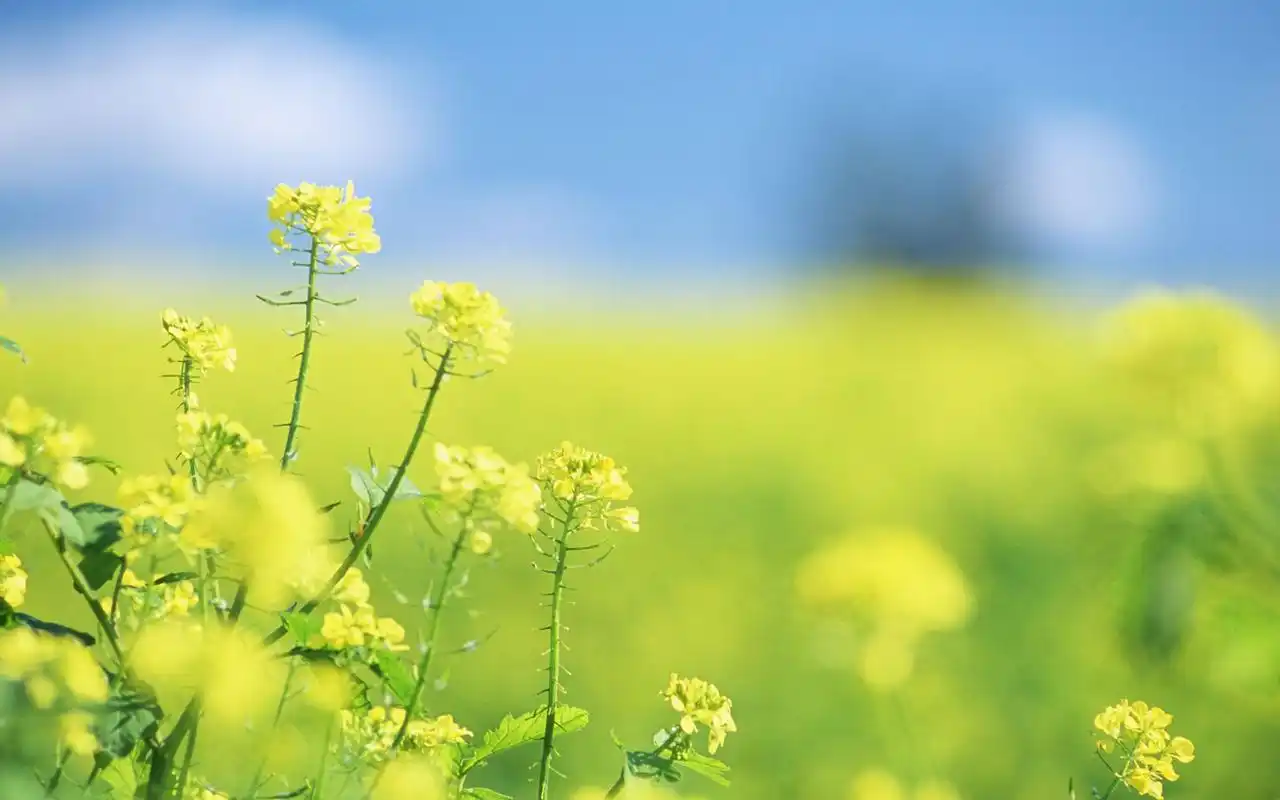 春天里的田野唯美风景壁纸,高清图片,电脑桌面-壁纸族