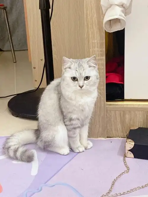 给猫找男朋友,已经成年了,银渐层,有公猫看上的私聊佛山狮山附近