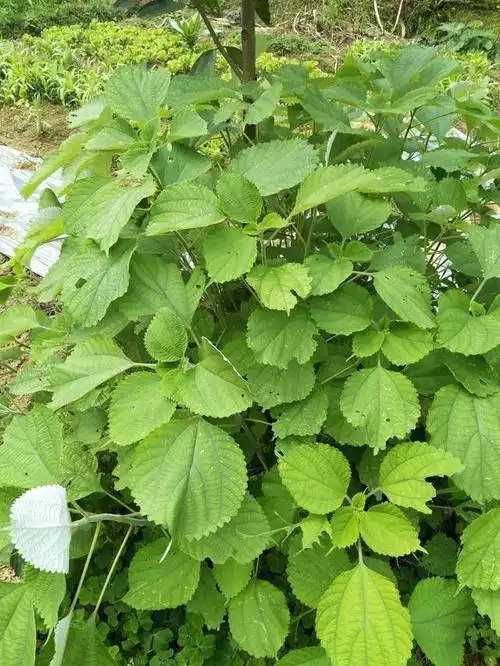 有着中国特产之称,数千年文化艺术积累的中国草――苎麻