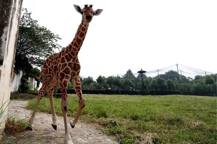 合肥动物园 合肥长颈鹿