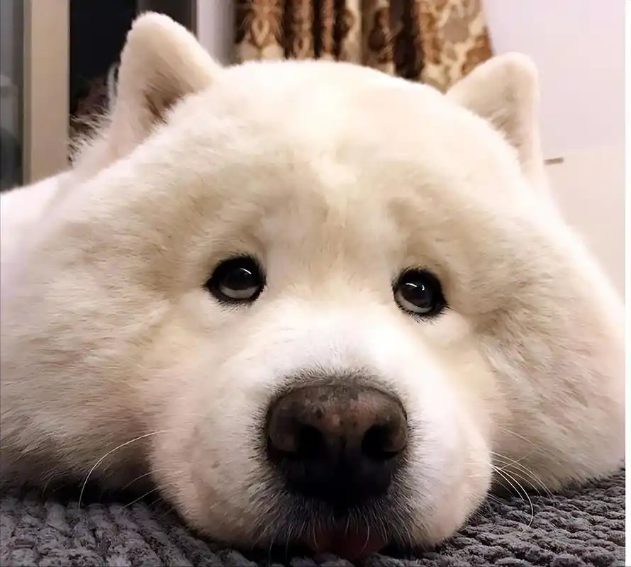 萌萌哒的狗狗图片,网友:第一张就被萌化了