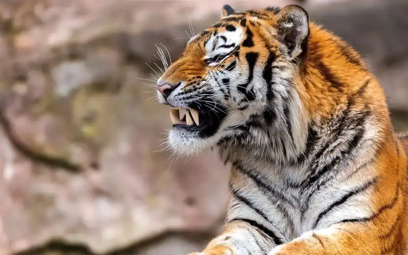 首页 动物与鸟 老虎