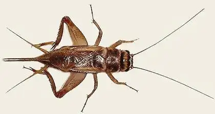 灶马蟋又名灶蟋,灶蟀,灶鸡,灶鸭,灶马蟋蟀,属直翅目蟋蟀科学. 外形