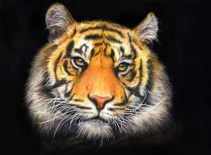 彩铅老虎过程图