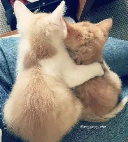 两只猫咪一起长大,感情好的不得了!