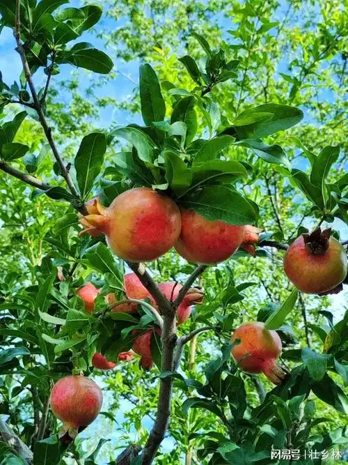 金秋九月硕果累累丰收的季节