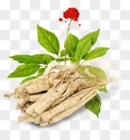 胶囊png中草药矢量图pngai手绘插画古代医师采摘草药场景元素pngpsd