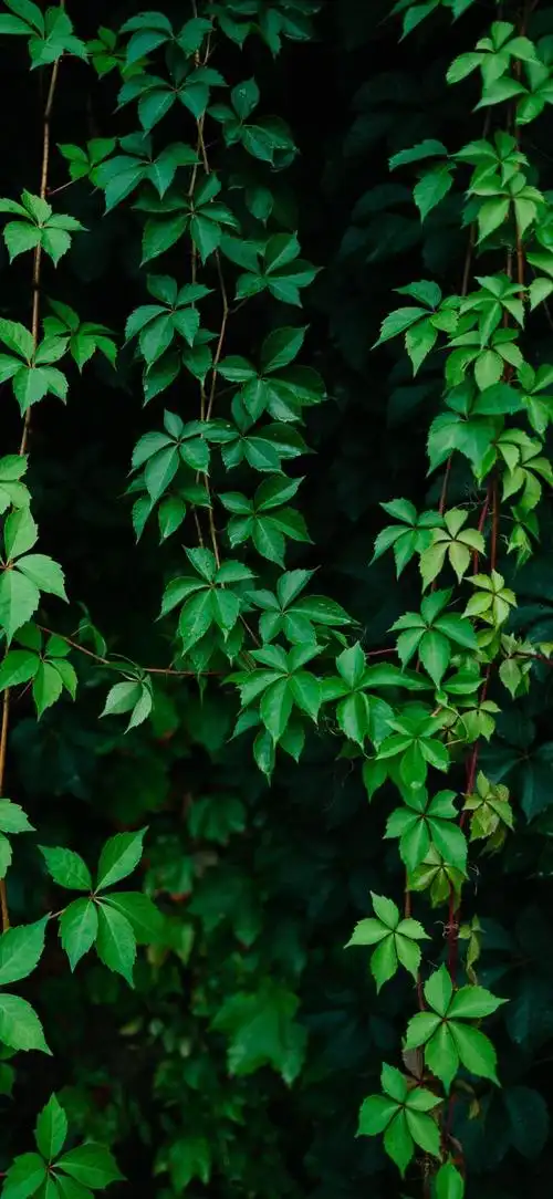 最新超清护眼手机壁纸(100张绿色护眼手机壁纸)(51)