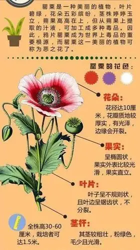 种毒违法,种毒必铲,种毒必究 广大市民 如若发现周围有人种植罂粟 请