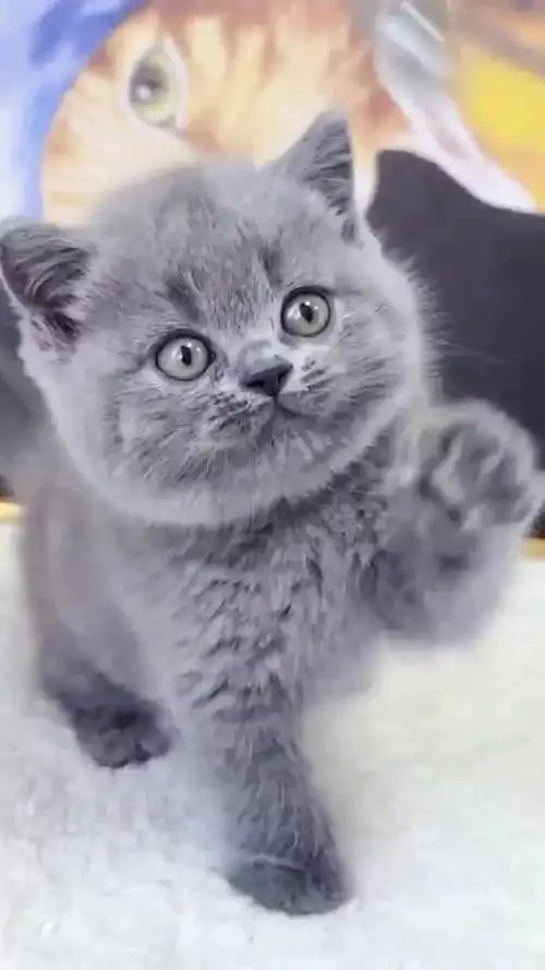 英短蓝猫活体出售纯种蓝白银渐层活物金渐层幼崽蓝猫矮脚猫活体
