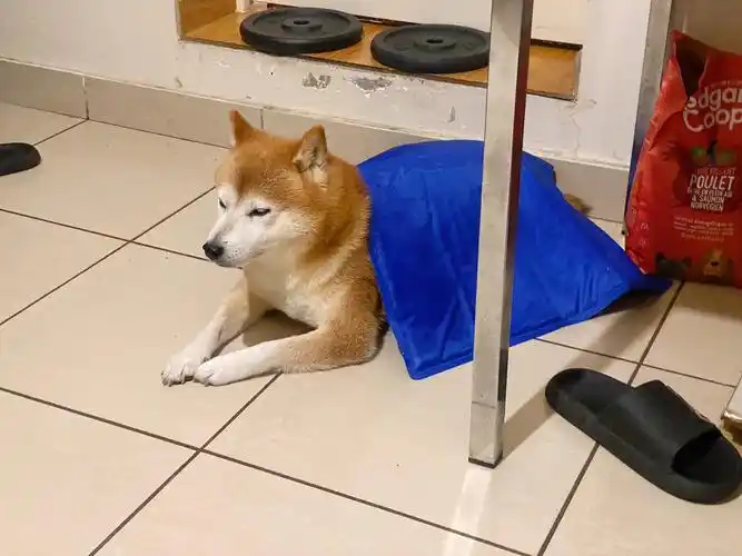 但是上一次我有这种表情的时候是觉得面前的某个人可能是一个披着人皮