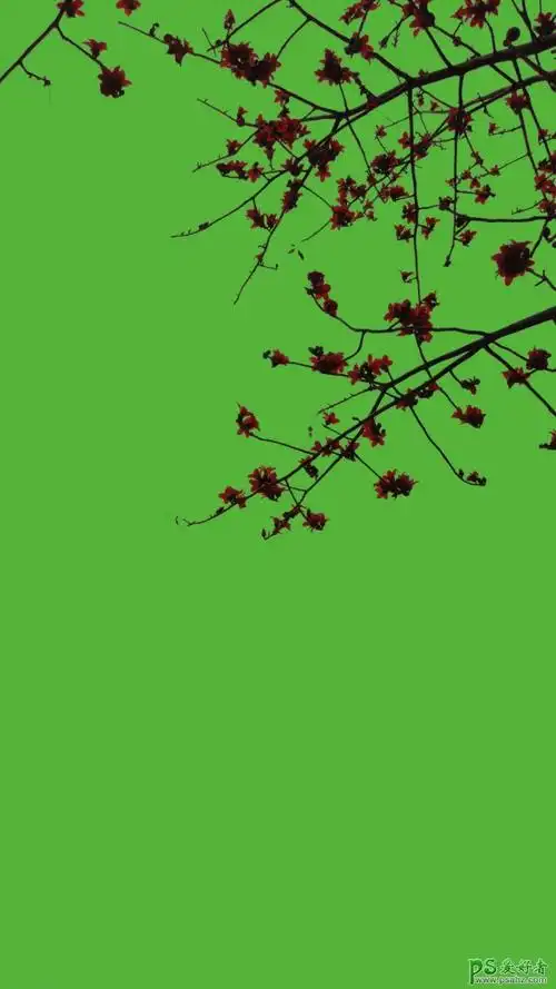 快速抠出中国风梅花素材图,抠出细小的花朵-第1张图片-我爱ps教程网