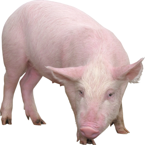 小猪透明背景png图片美食家畜猪猪肉