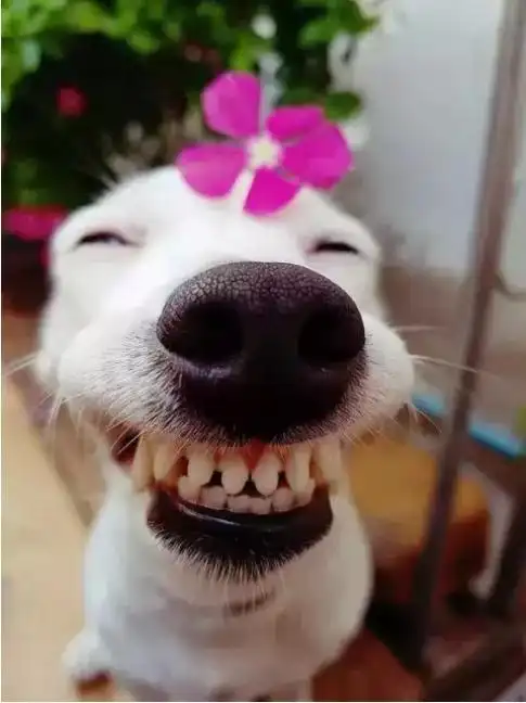 今天你笑了吗?哈哈哈