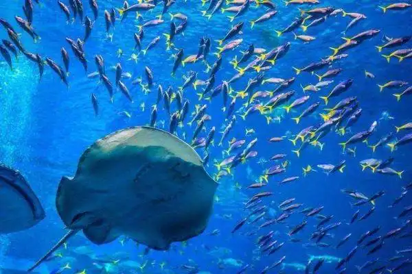 中国十大海洋馆 青岛上榜两家北京海洋馆珍稀动物多