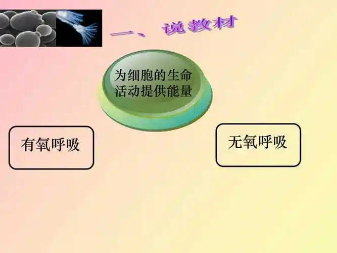 酵母菌的无氧呼吸