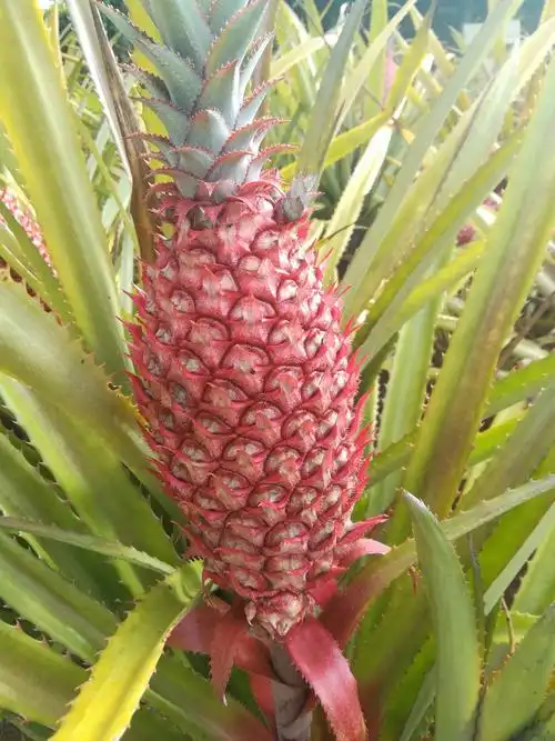 生长在地里的红菠萝(凤梨)