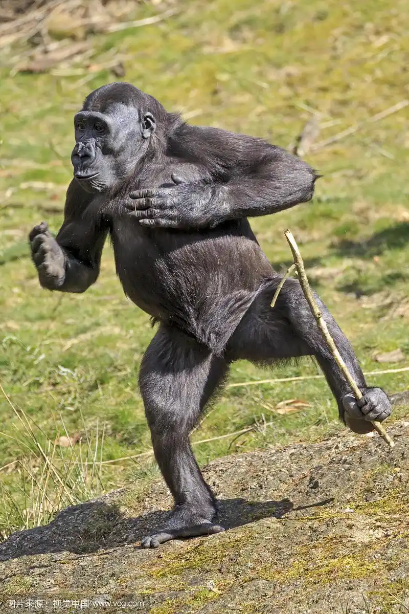西部低地大猩猩(大猩猩大猩猩),直立,用棍子,捶胸,圈养