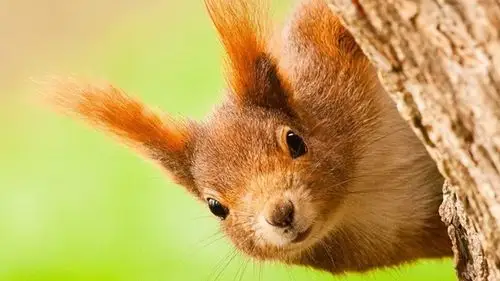 秋天森林里的可爱松鼠壁纸图片(4)