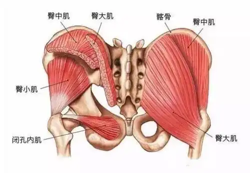人类的屁股有多奇怪?它又是如何成为吸引力的一部分?