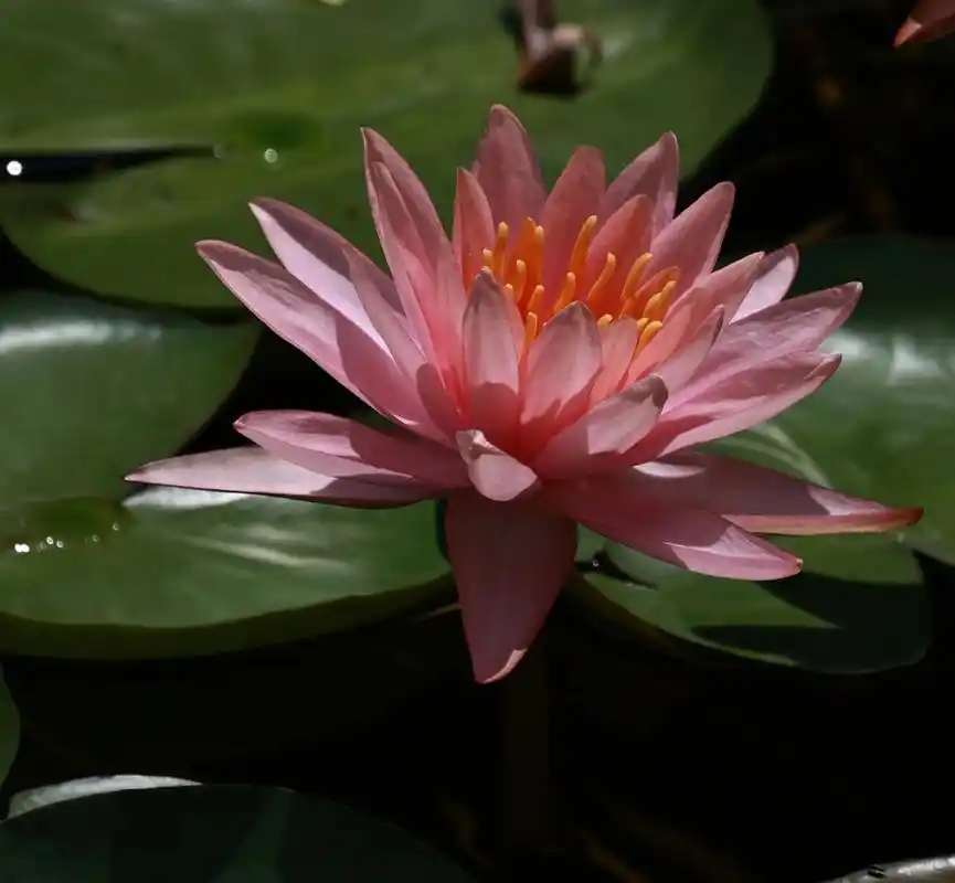 曲阳公园荷花池睡莲和网红蜻蜓蓝色妖姬