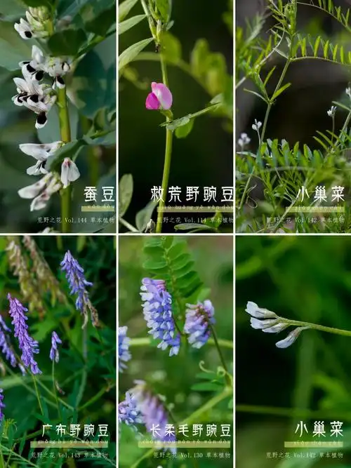 荒野之花采薇之薇来认春天5种野豌豆花