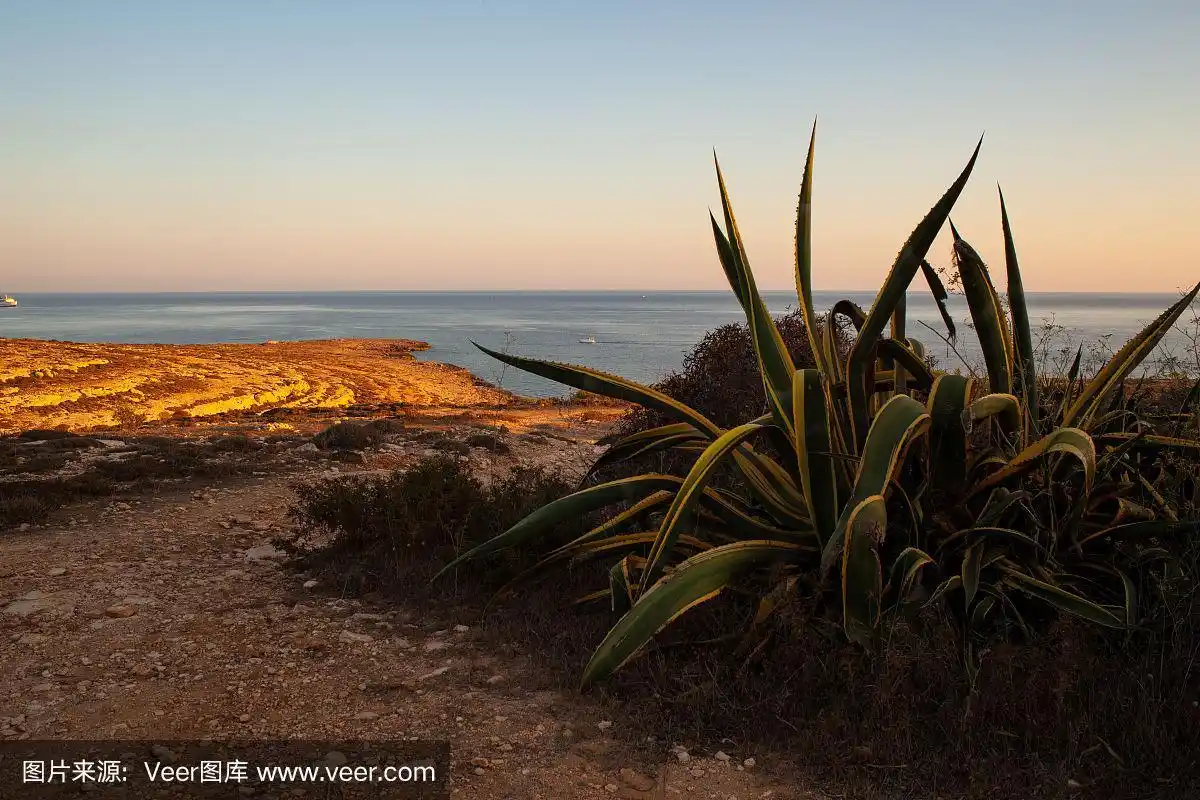 地中海的植被在夏季,蓝佩杜萨