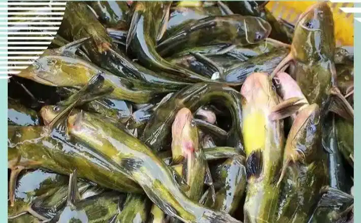 黄辣丁新鲜黄颡鱼现杀鲜活昂刺鱼嘎咕鱼黄骨鱼淡水鱼生鲜 蕾拉古蒂