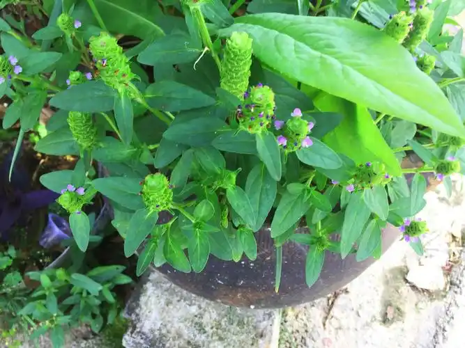 农村一种塔形野草,被称为"九重楼",有人卖25元一斤靠它发财