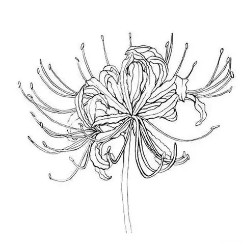 彼岸花简笔画彼岸花简笔画古风